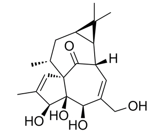 巨大戟萜醇 Ingenol 30220-46-3